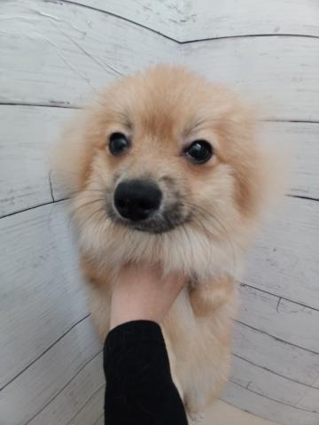ポメラニアン