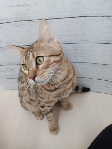 ベンガル