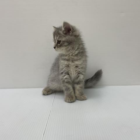 MIX（雑種）