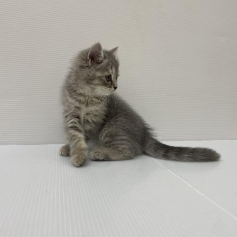 MIX（雑種）