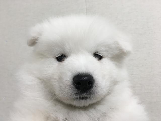 サモエド
