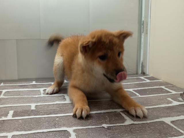 福島県の柴犬(標準サイズ) (ペットアミ 安達店/2025年7月12日生まれ/男の子/レッド)の子犬