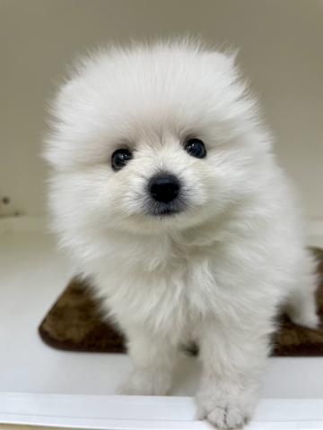 三重県のポメラニアン (ペットアミ 明和店/2025年8月16日生まれ/女の子/クリーム)の子犬