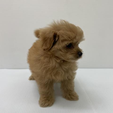 新潟県のハーフ犬・ミックス犬 (ペットアミ 新発田店/2025年8月15日生まれ/女の子/アプリコット)の子犬の2枚目の画像
