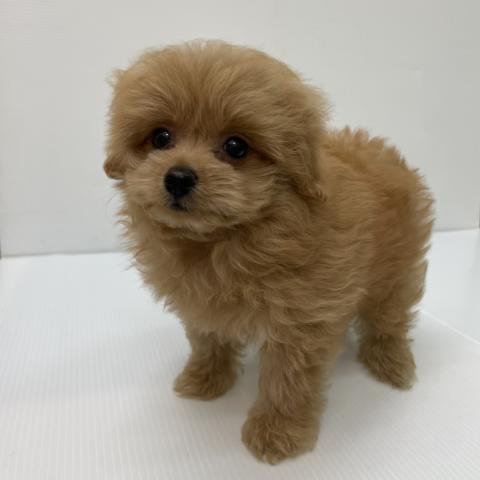 新潟県のハーフ犬・ミックス犬 (ペットアミ 新発田店/2025年8月15日生まれ/女の子/アプリコット)の子犬の3枚目の画像