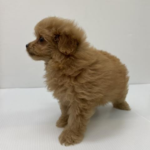 新潟県のハーフ犬・ミックス犬 (ペットアミ 新発田店/2025年8月15日生まれ/女の子/アプリコット)の子犬の4枚目の画像