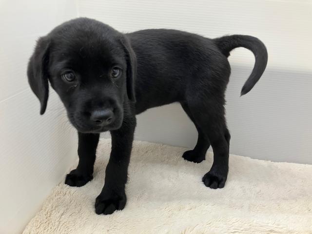 新潟県のラブラドールレトリーバー (ペットアミ 新潟西店/2025年7月19日生まれ/女の子/ブラック)の子犬の3枚目の画像