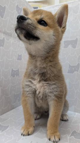 富山県の柴犬(標準サイズ) (ペットアミ宮野店/2025年7月13日生まれ/男の子/赤)の子犬の4枚目の画像