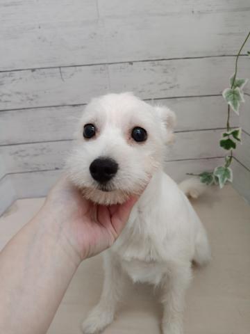 MIX