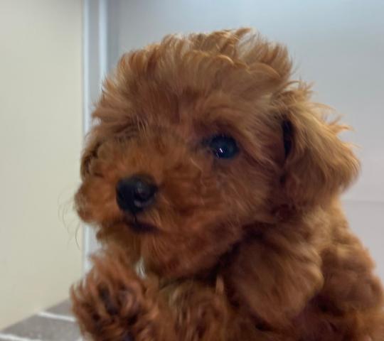 トイプードル