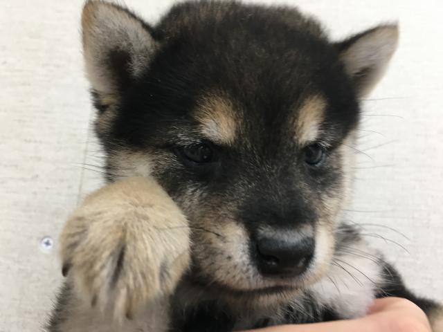 群馬県の豆柴 (ペットアミ 前橋店/2025年8月2日生まれ/男の子/ブラック)の子犬