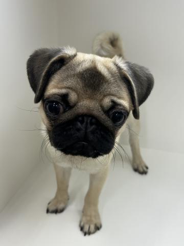 奈良県のパグ (ペットアミ 田原本店/2025年4月8日生まれ/男の子/フォーン)の子犬の4枚目の画像