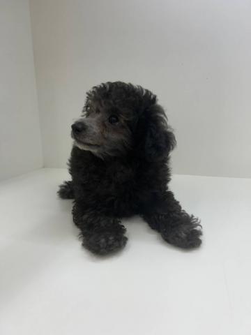 奈良県のトイプードル(トイ) (ペットアミ 田原本店/2025年7月17日生まれ/男の子/シルバー)の子犬の2枚目の画像