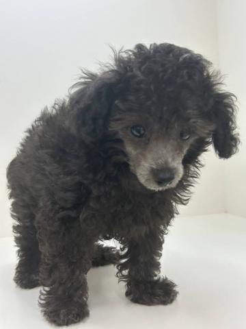 奈良県のトイプードル(トイ) (ペットアミ 田原本店/2025年7月17日生まれ/男の子/シルバー)の子犬の3枚目の画像