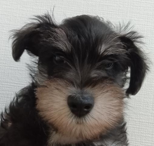 ミニチュアシュナウザー