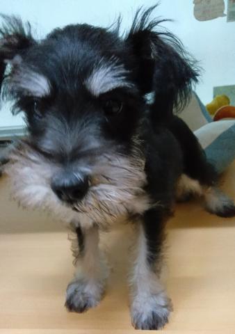 ミニチュアシュナウザー