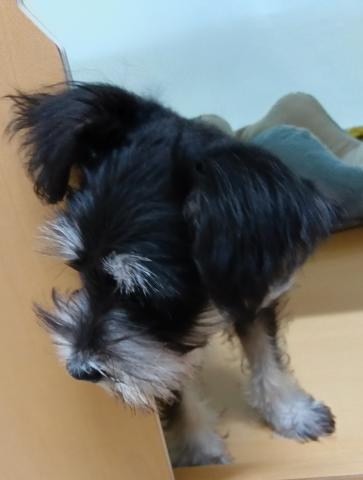 ミニチュアシュナウザー