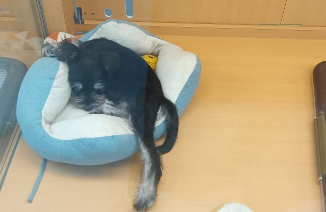 ミニチュアシュナウザー