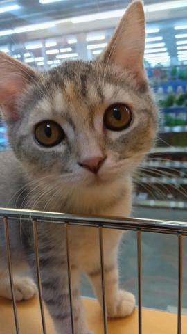 スコティッシュフォールド