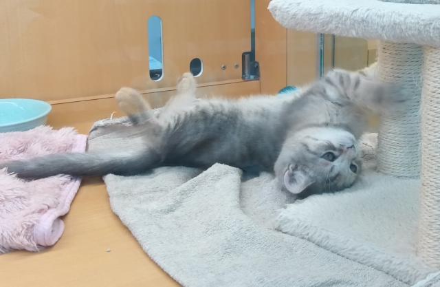 スコティッシュフォールド