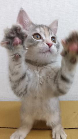 スコティッシュフォールド