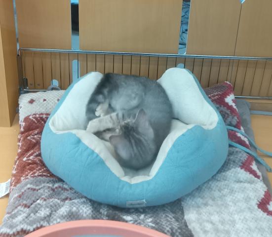 スコティッシュフォールド