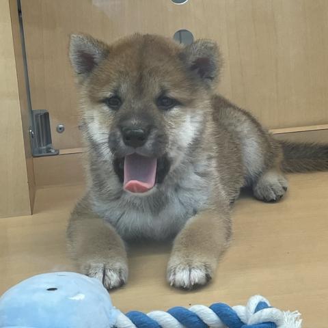 新潟県の柴犬(標準サイズ) (ペットアミ 六日町店/2025年7月4日生まれ/男の子/赤)の子犬の2枚目の画像