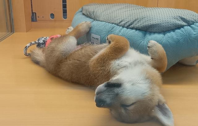 新潟県の柴犬(標準サイズ) (ペットアミ 六日町店/2025年7月4日生まれ/男の子/赤)の子犬の3枚目の画像
