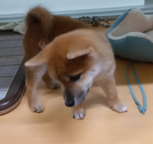 新潟県の柴犬(標準サイズ) (ペットアミ 六日町店/2025年7月4日生まれ/男の子/赤)の子犬の4枚目の画像