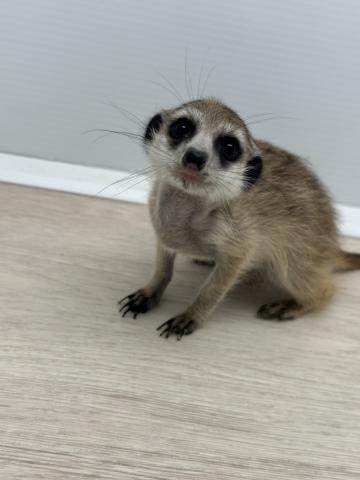 ミーアキャット
