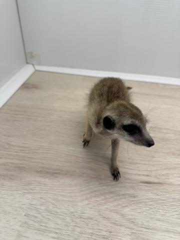 ミーアキャット