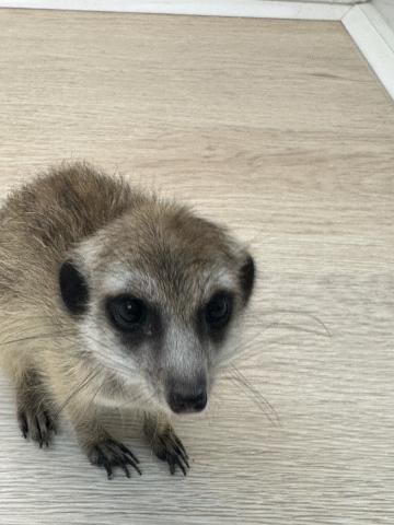 ミーアキャット