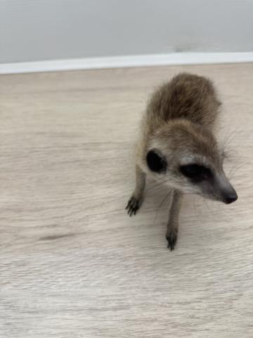 ミーアキャット