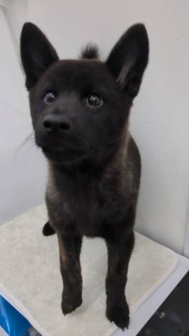 甲斐犬