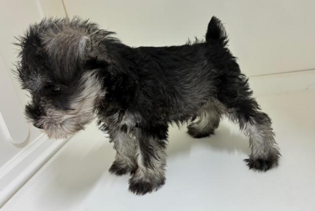 ミニチュアシュナウザー