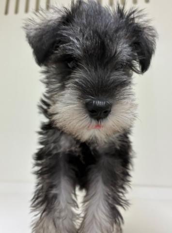 ミニチュアシュナウザー