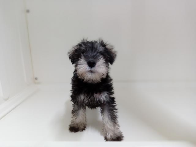 ミニチュアシュナウザー