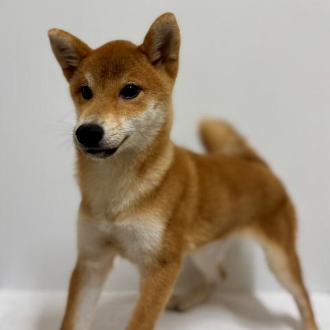 新潟県の柴犬(標準サイズ) (ペットアミ 加茂店/2025年5月28日生まれ/男の子/赤)の子犬の2枚目の画像