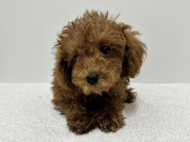 新潟県のトイプードル(トイ) (ペットアミ 加茂店/2025年7月26日生まれ/男の子/レッド)の子犬の2枚目の画像