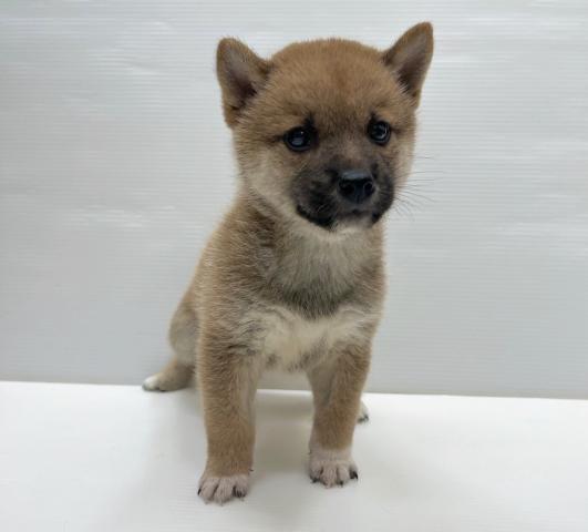 和歌山県の柴犬(標準サイズ) (ペットアミ 岩出店/2025年8月2日生まれ/男の子/赤)の子犬の2枚目の画像