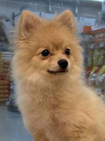 三重県のポメラニアン (ペットアミ 松阪店/2025年5月25日生まれ/男の子/オレンジ)の子犬の1枚目の画像