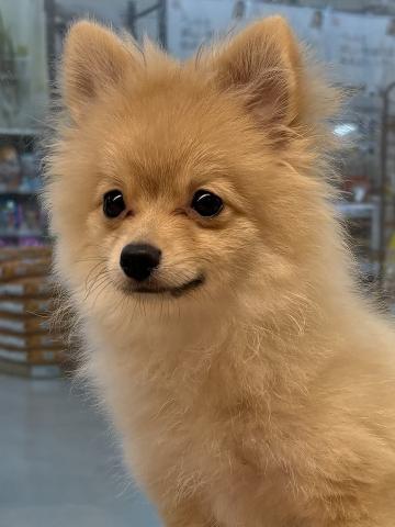 三重県のポメラニアン (ペットアミ 松阪店/2025年5月25日生まれ/男の子/オレンジ)の子犬の2枚目の画像