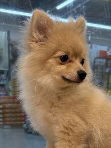 三重県のポメラニアン (ペットアミ 松阪店/2025年5月25日生まれ/男の子/オレンジ)の子犬の4枚目の画像