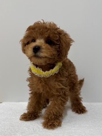 新潟県のトイプードル(トイ) (ペットアミ 加茂店/2025年7月26日生まれ/男の子/レッド)の子犬の1枚目の画像