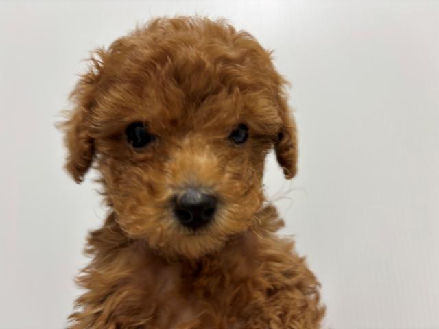 新潟県のトイプードル(トイ) (ペットアミ 加茂店/2025年7月26日生まれ/男の子/レッド)の子犬の2枚目の画像