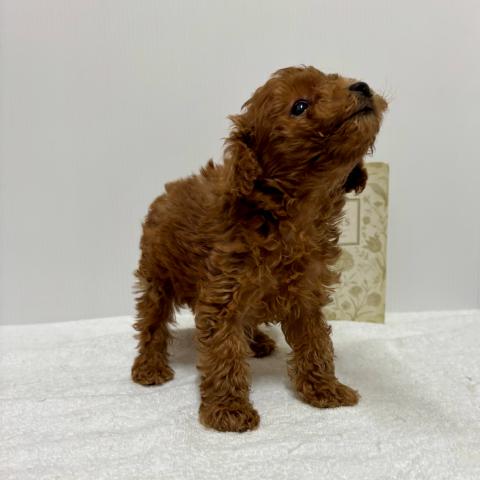 新潟県のトイプードル(トイ) (ペットアミ 加茂店/2025年7月26日生まれ/男の子/レッド)の子犬の3枚目の画像