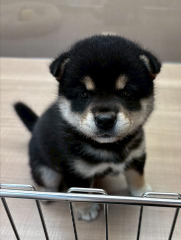 柴犬