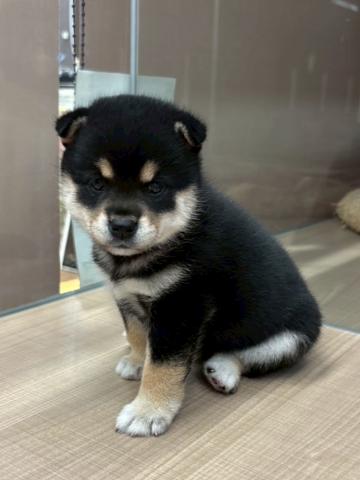 柴犬