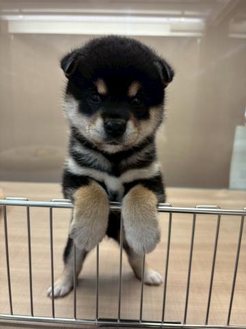 柴犬