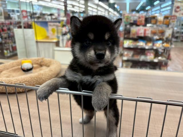 柴犬